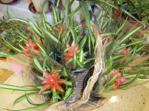 ♪大好きなグズマニアが入荷しました。♪＾＾｜「フラワーショップ花家族」　（東京都稲城市の花キューピット加盟店 花屋）のブログ